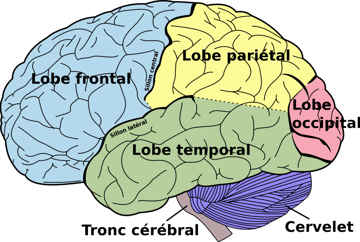 1200px-Brain_diagram_fr